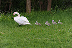 mute swans