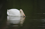 mute swan