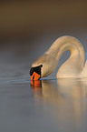 mute swan