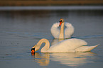 mute swans