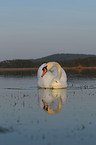 mute swan