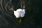 mute swan