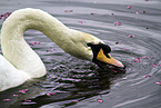 mute swan