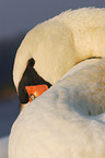 mute swan