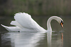 mute swan