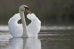 mute swan