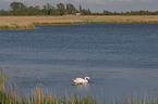 mute swans