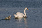 mute swans