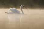 mute swan