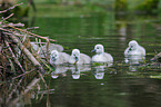 young mute swans