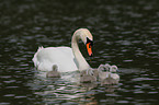 mute swans