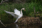 mute swan