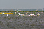 mute swans