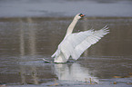 mute swan