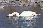 mute swan