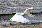 mute swan