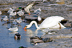 mute swan