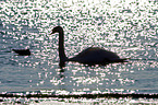 mute swan