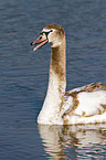 mute swan