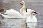 mute swans