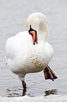 mute swan