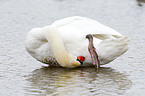 mute swan