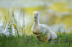 mute swan