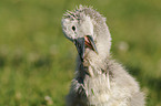 mute swan