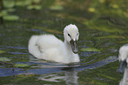 mute swan