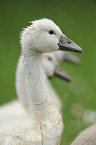 mute swan