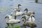 mute swans