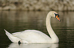 mute swan