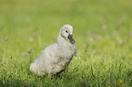 mute swan