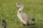 mute swan