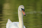 mute swan