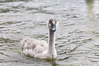 mute swan