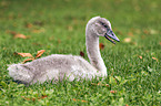 mute swan