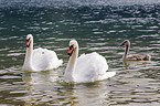 mute swans