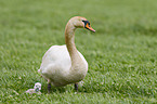 mute swans