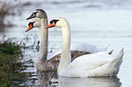 mute swans