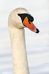 mute swan