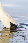 mute swan