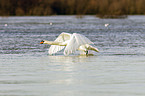 mute swan