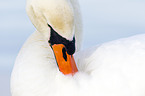 mute swan