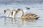 mute swans