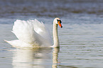 mute swan