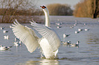 mute swan