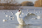 mute swan