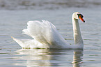 mute swan