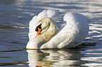 mute swan